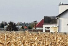 Bociany polubiły Oborę. Zostają na zimę?