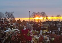 Zarząd Powiatu kupił chryzantemy. Są bezpłatne dla mieszkańców