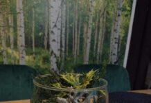 Świąteczne stroiki Jędrzycho-WIANEK