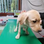 Nie strzelaj w Sylwestra – psy boją się huku i błysku