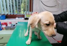 Nie strzelaj w Sylwestra – psy boją się huku i błysku