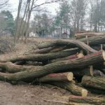 Wycieli drzewa, bo będzie droga