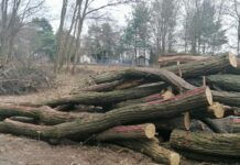 Wycieli drzewa, bo będzie droga