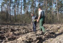 Nadleśnictwo Lubin odnawia las na Przylesiu – FOTO
