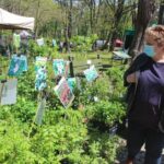 Kiermasz roślin w Parku Leśnym trwa – FOTO