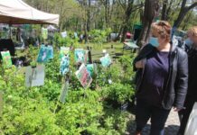 Kiermasz roślin w Parku Leśnym trwa – FOTO