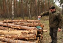 Prywatne lasy pod nadzorem inspektora