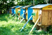 Konkurs na wzorową pasiekę