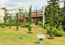 Huta Miedzi Głogów świętuje 50-lecie – przy oddziale KGHM Polska Miedź S.A. posadzono 5 dębów