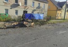 Skosił kasztanowca i zginął na miejscu