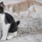 Więcej pieniędzy na opiekę nad bezdomnymi zwierzętami