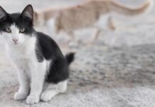 Więcej pieniędzy na opiekę nad bezdomnymi zwierzętami