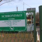 Z Lubina do schroniska dla zwierząt jako wolontariusz