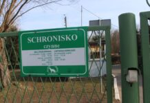 Z Lubina do schroniska dla zwierząt jako wolontariusz