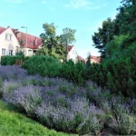 Ekologiczny konkurs podczas święta miasta