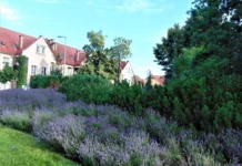 Ekologiczny konkurs podczas święta miasta