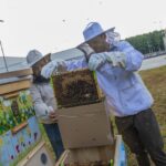 Miedziowe pszczoły zamieszkały przy górniczym szybie