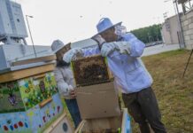 Miedziowe pszczoły zamieszkały przy górniczym szybie