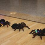 Wiedźmy, pająki, mumie i krwiodawcy – FOTO