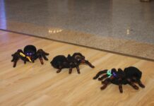 Wiedźmy, pająki, mumie i krwiodawcy – FOTO