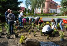 Ogród deszczowy na zakończenie Polkowickiego Dnia Drzewa