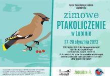 Policz ptaki w zoo, idź na spacer, stwórz obraz