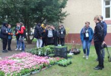 Spółka KGHM zadbała o kolorowe rośliny – FOTO