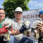 Młode sokoły już w obrączkach – zagrożone wyginięciem ptaki znalazły dom w Hucie Miedzi Głogów