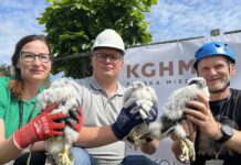 Młode sokoły już w obrączkach – zagrożone wyginięciem ptaki znalazły dom w Hucie Miedzi Głogów