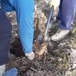 Rozpoczęły się nasadzenia lasów w Hucie Miedzi Głogów