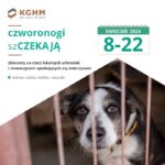 KGHM zachęca do pomocy zwierzętom