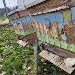 Co słychać u Miedziowych Pszczół?