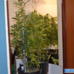 Posiadanie i uprawa – legniczanin zatrzymany w Lubinie