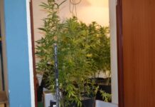 Posiadanie i uprawa – legniczanin zatrzymany w Lubinie