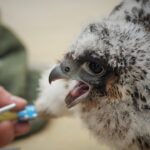 Pracownicy wybrali – poznaj imiona sokołów