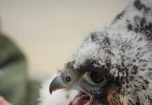 Pracownicy wybrali – poznaj imiona sokołów