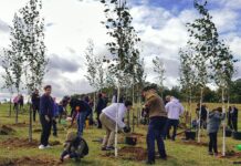 KGHM pomagał gminie Grębocice sadzić drzewa
