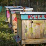 KGHM rozbudowuje swoje pasieki