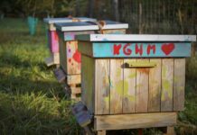 KGHM rozbudowuje swoje pasieki