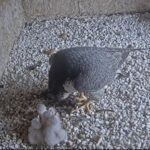 Sokoły wędrowne pod opieką wolontariuszy KGHM