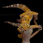 O wężach, jaszczurkach i pająkach w Lubinie