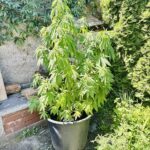 Kradł paliwo z maszyn budowlanych, a w ogrodzie uprawiał marihuanę