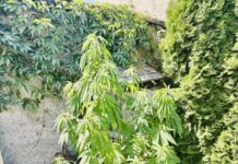 Kradł paliwo z maszyn budowlanych, a w ogrodzie uprawiał marihuanę