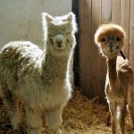 Alpakoterapia w LGOM