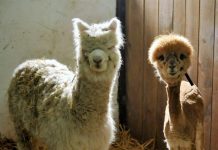 Alpakoterapia w LGOM